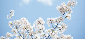 White Flowers On A Branch Against A Blue Sky Wallpaper