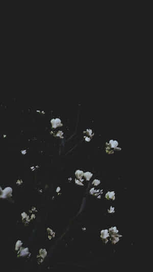 White Flowers On A Tree In The Dark Wallpaper