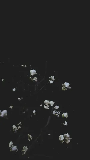 White Flowers On A Tree In The Dark Wallpaper