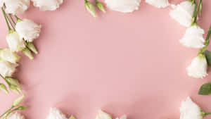 White Flowers Pink Background Frame Wallpaper