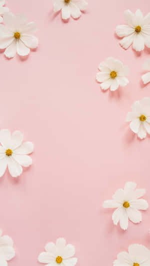 White Flowers Pink Background Wallpaper