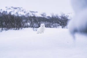 White Fox In Snow Wallpaper