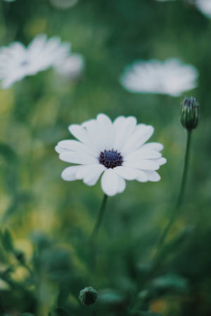 White Gerbera Daisy Iphone Wallpaper