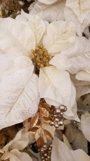 White Gold Poinsettia Wallpaper