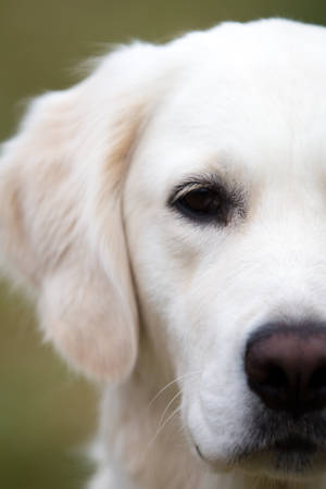 White Golden Retriever Dog Half Wallpaper