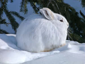 White Harein Snow.jpg Wallpaper