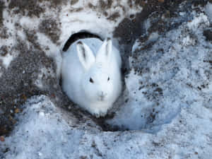 White Harein Snowy Burrow.jpg Wallpaper