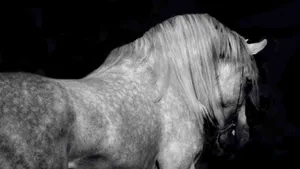 White Horse On Black Tablet Wallpaper