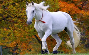 White Horse With Red Rope Wallpaper
