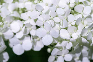 White Hydrangea Blossoms Wallpaper