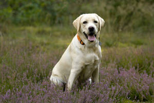 White Labrador On Grass Wallpaper