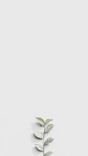 White Leaves For Instagram Stories Wallpaper