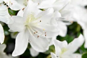 White Lilies Close Up Floral Beauty Wallpaper