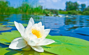 White Lily On Pond Wallpaper