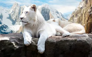 White Lion Laptop Wallpaper