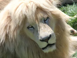 White Lion Stare Wallpaper