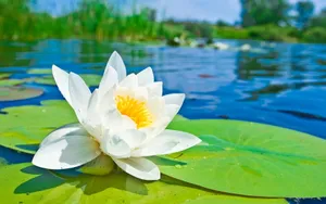 White Lotus Floweron Pond Wallpaper