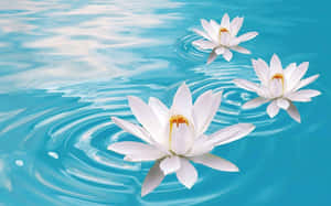 White Lotus Flowerson Water.jpg Wallpaper
