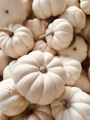 White Mini Pumpkins Texture Wallpaper