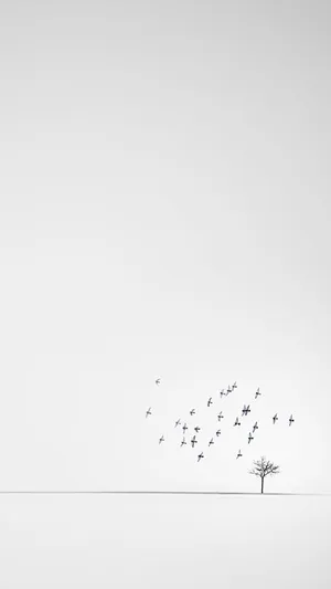 White Minimalist Avian Flock Wallpaper