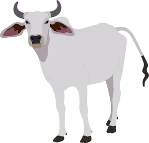 White Nelore Zebu Cattle Clipart Wallpaper