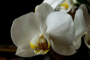 White Orchid Dew Drops.jpg Wallpaper