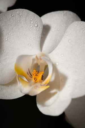 White Orchid Dewdrops Beauty Wallpaper