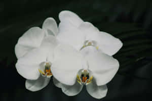 White Orchid Elegance.jpg Wallpaper