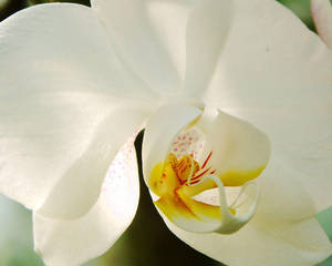 White Orchid Macro Photograph Wallpaper
