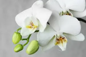 White Orchid Type Wallpaper