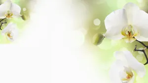 White Orchid With Lime Green Petals Wallpaper