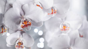 White Orchid With Two-toned Petals Wallpaper