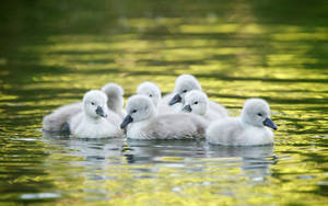 White Pekin Duck Wallpaper