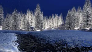 White Pine Trees In Christmas Forest Wallpaper