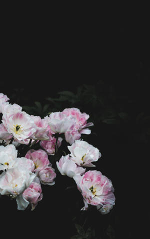 White Pink Floral On Dark Wallpaper