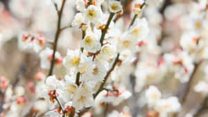 White Plum Blossoms In Bloom Wallpaper