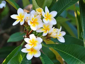 White Plumeria Flower Shrubs Shot Wallpaper