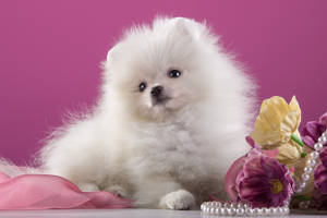 White Pomeranian Princess Wallpaper