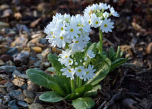 White Primrose Blooms4 K Wallpaper