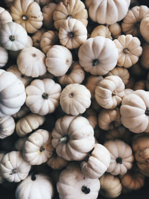 White Pumpkin Patch Autumn Display.jpg Wallpaper