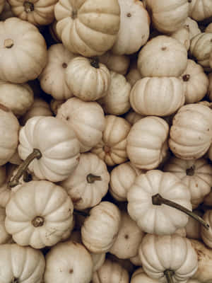 White Pumpkin Pile September Aesthetic Wallpaper