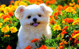 White Puppy Dog In Flower Garden Wallpaper