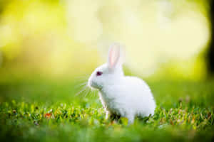 White Rabbit In The Grass Wallpaper