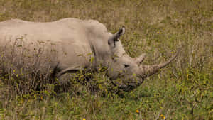 White Rhinoceros Grazingin Grassland.jpg Wallpaper