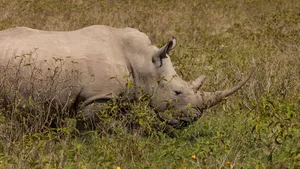 White Rhinoceros Grazingin Grassland.jpg Wallpaper