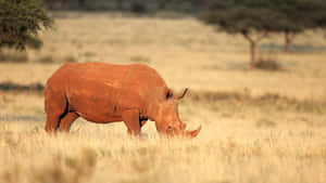 White Rhinoceros Grazingin Savannah.jpg Wallpaper