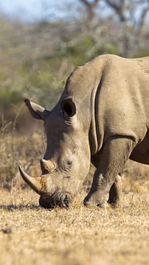 White Rhinoceros Grazingin Wild Wallpaper