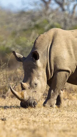 White Rhinoceros Grazingin Wild Wallpaper