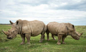 White Rhinoceros Pairin Grassland.jpg Wallpaper