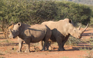 White Rhinoceros Pairin Habitat.jpg Wallpaper